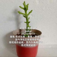多肉植物：鹿角珊瑚