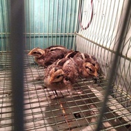 anakan ayam hutan hijau asli usia 2 minggu