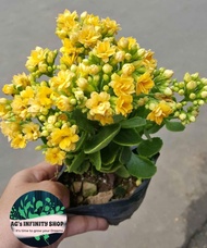 Florist Kalanchoe Yellow ( NO FLOWER )Live Plant  with FREE plastic pot garden soil  ( Indoor Plant 