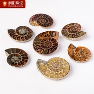 Conch Fossil Pendant Necklace Rough Stone Raw Ore Mineral Specimen Men Women Jewelry Spotted Snail A