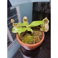 Nepenthes,periukkera