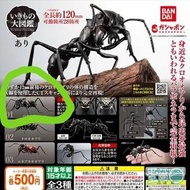 萬代生物大圖鑑螞蟻可動關節子彈蟻Bandai Gashapon 昆蟲大圖鑑 螞蟻模型THE DIVERSITY OF LIFE ON EARTH扭蛋pokemon mega charizard 寶可夢