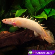 Albino Palmas - Naga Air Tawar / Ikan Predator / Ikan Hias Aquascape