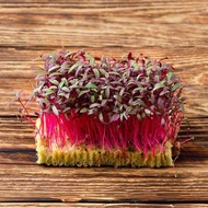 200 เมล็ด ต้นอ่อนผักโขมแดง ผักงอก อร่อยมาก red amaranth microgreen seeds