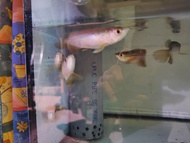 arowana MGBb