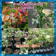 Bunga hias/bunga kertas bougenville 5 warna