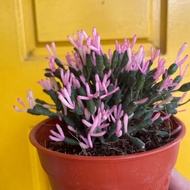 H2O - Rhipsalis Hybrid Batik (Succulent) Live Plant