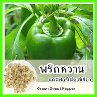 พร้อมส่ง ❗ รหัส 114 เมล็ดพันธุ์ OP แท้   พริกหวานแคลิฟอร์เนียสีเขียว - Green Sweet Pepper เมล็ดนำเข้า เมล็ดพริก ผัก พริกหวาน เมล็ดพันธุ์ผัก