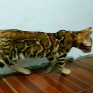 kucing bengal brown rosetted
