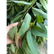 2 kg of eucalyptus branches and leaves (white eucalyptus)