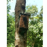 kotak hive kelulut 7"x7"x10"