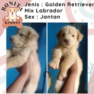 ANJING GOLDEN RETRIEVER MIX LABRADOR ANAK ANJING GOLDEN LABRADOR