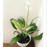 Spathiphyllum Variegata Ornamental Plant (Peace Lily) Best Quality, Indoor/ Outdoor Ornamental Plant