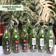 Bibit Anggrek Cattleya Dalam Botol - Botolan Anggrek Cattleya Bunga