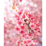 Anak Pokok Wild Himalayan Cherry (Prunus Cerasoides) aka Thai Sakura