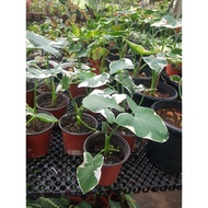 caladium mickey mouse plant variegated rare plant