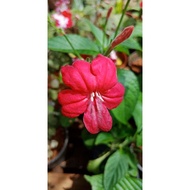 plumbago merah/ ruellia affinis/ ruellia elegans/ bunga rulia merah