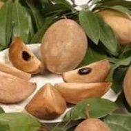 Anak pokok Ciku Mega Hybrid