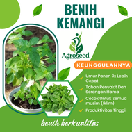 Benih kemangi Bibit Unggul Tanaman Hidroponik >30 Benih