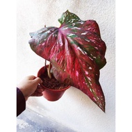 Caladium Red/Green Cat Tumpah Thai Hybrid