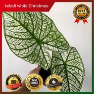 Pokok Caladium White Christmas