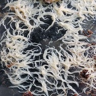 Grindal Worm Live Culture | Fish Fry Food | Betta & Guppy Food | High Protein Live Feed