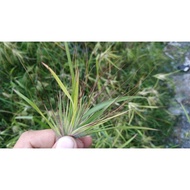 Bulu perindu asli original dri pokok...