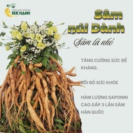 Southern Mountain Ginseng Root For 5-7 Years Old | Small leaf ginseng