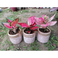 [COD] Aglaonema varieties (live plant) within LUZON shipping only