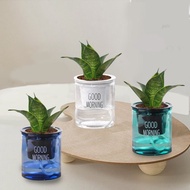 植栽 室內盆栽 虎尾蘭 懶人盆栽