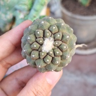 Pokok Kaktus / Cactus (Copiapoa hypogaea 疣仙人）