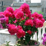 Bougainvillea Indoor Potted Garden Climbing Flower Everblooming Plants Double Seedling Bougainvillea