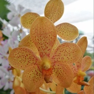 Mokara orchid seedling plant (Orange) 莫氏兰 Anak Pokok Orkid