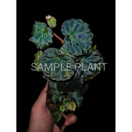 【HIDINGNATURE】 Begonia sarawak sp (rare)