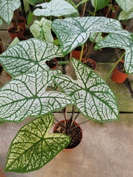 Caladium White Christmas - Foliage Fantasy/ Indoor plants / Houseplants