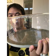 4 Pound ceramic cake Box 12-Inch Plate Dark Green tray Width 30.5x14.7 Inside 27.3x12 For