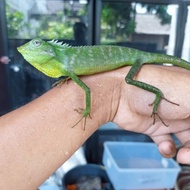 Bunglon surai reptil indonesia