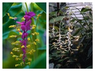 種子→泰國舞花姜/美苞舞花姜2色 各1粒   Globba winitii  2 Seeds (1 for each color)