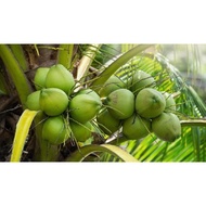 BIBIT KELAPA HIJAU SUPER