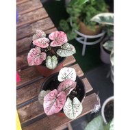 Caladium Rare Thai &amp; USA  Ready stock malaysia