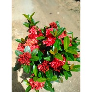 Red Dwarft Ixora Plant / Siantan Renek Bunga Merah / pokok ixora