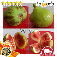 Bibit Buah Tin Verte Fc
