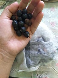 Laurel Bayleaf Seeds/Buto Of Laurel Bayleaf Seeds For Planting