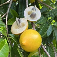 Pokok Buah Abiu Caimito asal Brazil real fruitplant