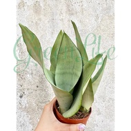 Sansevieria Moonshine/Moonlight. **3IN1** Silver Snake Plant. Mother In Law Plant. 白玉兰虎尾兰. **3合1**