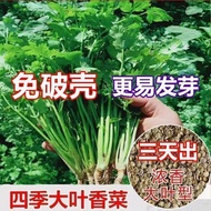 48 Hours Delivery New Product Coriander Seeds Coriander Seeds Coriander Seeds Coriander Coriander Se