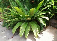 big size pokok paku langsuir, Pokok Daun Semun, juga dikenali dengan nama Bird’s Nest Fern