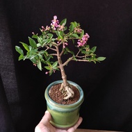 開花了) 台灣李氏櫻桃 小品盆景 開粉紅花 結紅果 盆栽 開花 植物 bonsai plant  果樹 tree 禮物 gift小樹【實拍。只此一盆】👑9年五星老店