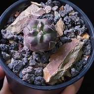 紫皮黑王丸 3cm 實生 連盆 植物 盆栽 plant 非象牙宮 另有售龜甲龍