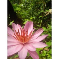 Promo Water lotus flower seeds live lotus flower#tanaman Aquarium water decoration aquascape BLK